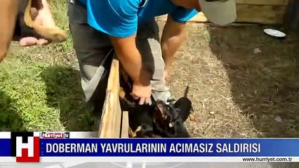 DOBERMAN YAVRULARININ ACIMASIZ SALDIRISI