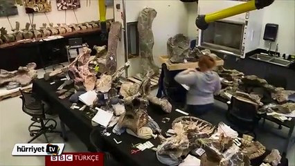 Yeryüzünün en büyük yaratıkları