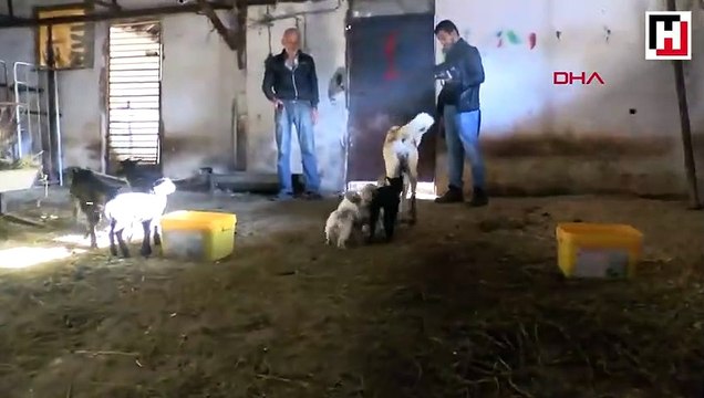 Dog adopts lambs rejected by their mother in Turkey’s north