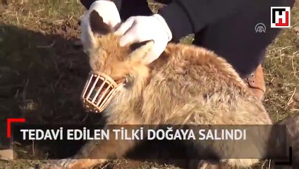 Muş'ta tedavi edilen tilki doğaya salındı