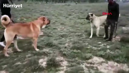 İnternet sitesi üzerinden köpek dövüşü düzenleyenlere operasyon 