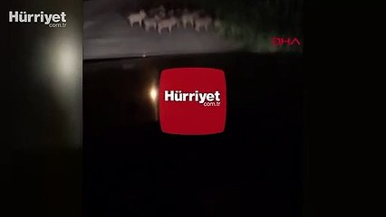 Zonguldak'da yavru domuzlar mahalleye indi