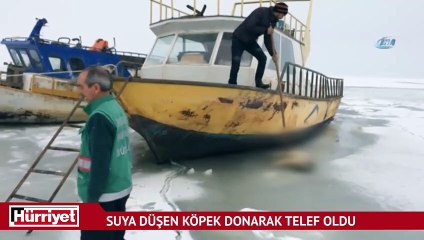 Balıkçılar bu halde buldu