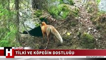 TİLKİ VE KÖPEĞİN MÜTHİŞ DOSTLUĞU