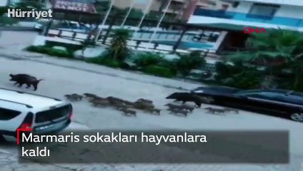 Marmaris sokakları hayvanlara kaldı