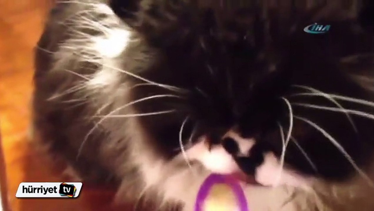Bu da gurme kedi