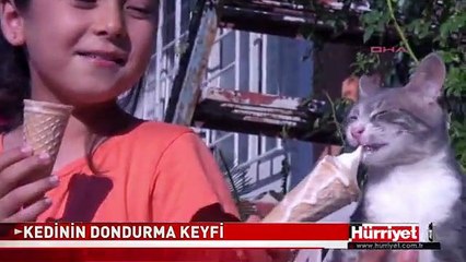 KEDİNİN DONDURMA KEYFİ