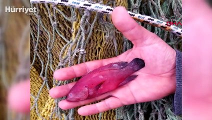 Mavi benekli kaya balığı, Doğu Akdeniz'de ilk kez görüldü