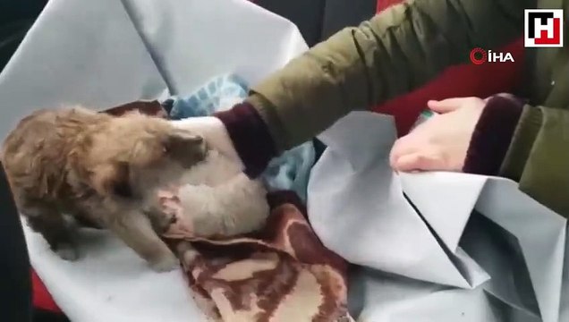 Terk edilmiş 12 köpek donmak üzereyken bulundu
