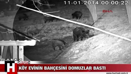 EVİNDEKİ DOMUZLARI İSTANBUL'DAN İZLEYİP İNTERNETTE PAYLAŞTI