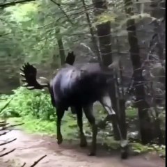 Wild animals white moose