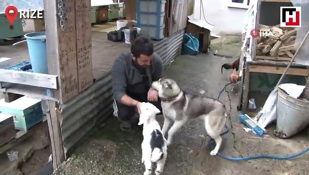 Sibirya kurdu ile yavru keçinin dostluğu