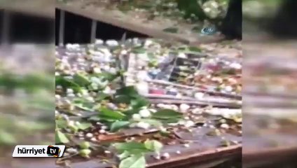 Dolu, meyve ağaçlarını vurdu