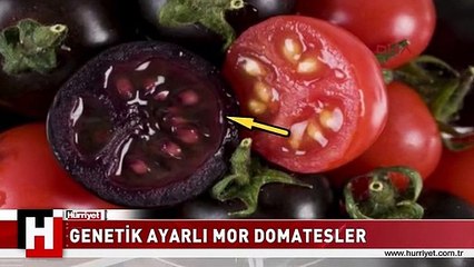 PES ARTIK! GENETİK AYARLI MOR DOMATESLERE TEPKİ