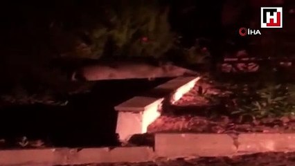 Kazdağları’nda domuzlar yazlık siteye indi