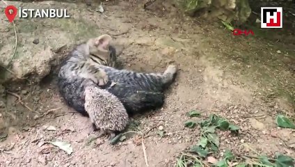 Yavru kedi ve kirpinin şaşırtan dostluğu