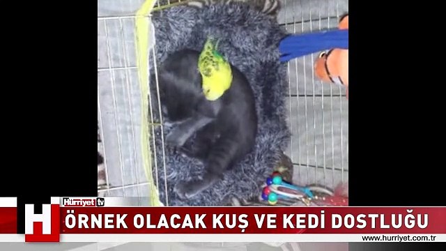 İNSANLARA ÖRNEK OLACAK KUŞ VE KEDİ DOSTLUĞU