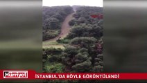 İstanbul'daki lüks sitenin yanı başında domuz sürüsü görüntülendi
