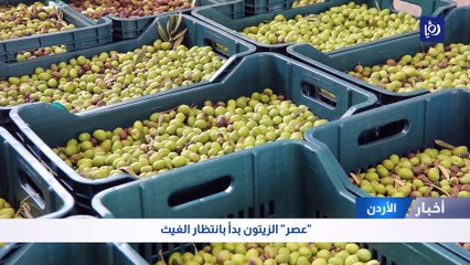 "عصر" الزيتون بدأ بانتظار الغيث