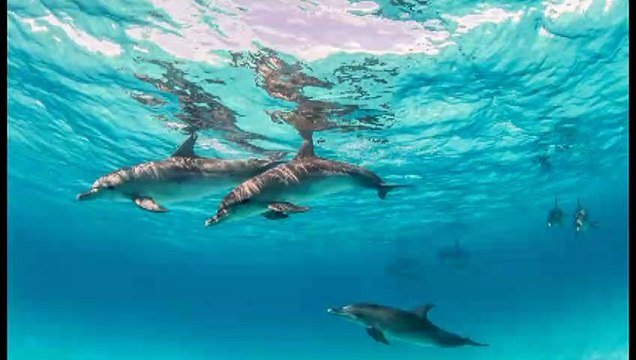 Various Artist - Sakinleştirici Yunus Sesleri (Relaxing Dolphin Sound)