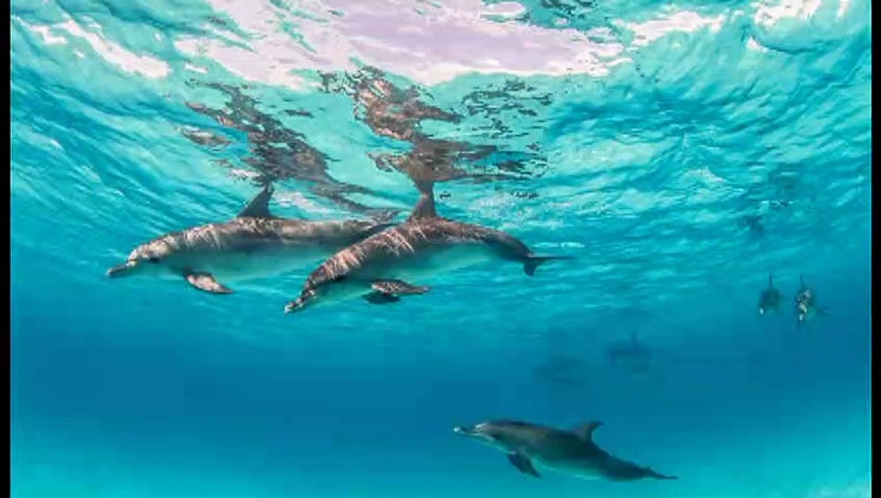 Various Artist - Sakinleştirici Yunus Sesleri (Relaxing Dolphin Sound)