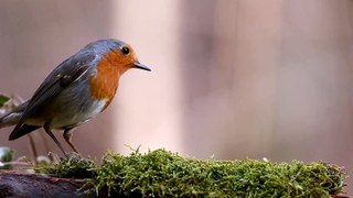 4K ultra hd Birds and Nature video