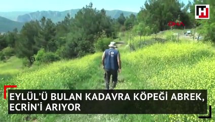 Eylül'ü bulan kadavra köpeği Abrek, Ecrin'i arıyor