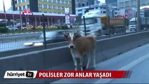 Düve kaçtı, polis yakaladı