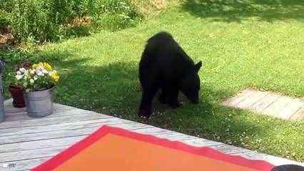 Top 8 Moments Of Wild Animals Messing With The Wrong Opponents