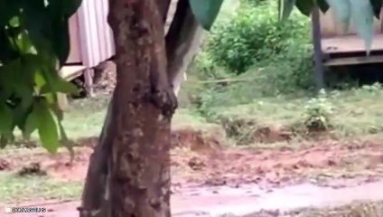 8 Top Insane Moments Of Dogs Being Hunted