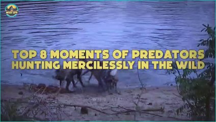Top 8 Moments Of Predators Hunting Mercilessly In The Wild