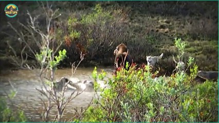 Merciless And Amazing Hunting Moments Performed By Wolves