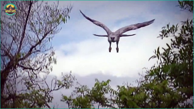The Craziest Eagle Hunts Of All Time Captured On Camera