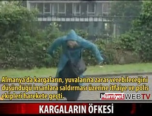 KARGALAR İNSANLARA SALDIRDI