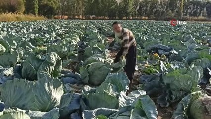 Tanesi 50 kilo geliyor: Dev lahanaların hasadı başladı