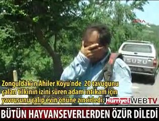 YAVRU TİLKİ ARTIK ÖZGÜR