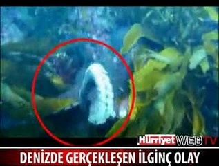 DENİZDE AHTAPOT DEHŞETİ