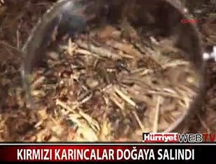 İŞÇİ KARINCALAR DOĞAYA BIRAKILDI