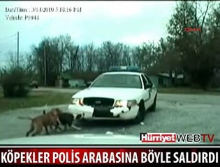 KÖPEKLERİN SALDIRDIĞI AN KAMERADA