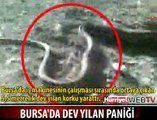 BURSA'DA DEV YILAN PANİĞİ