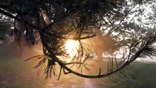 nature-6