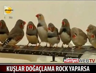 KUŞLAR MÜZİK YAPARSA.