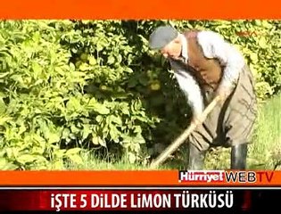 LİMON TANITIMI İÇİN 5 DİLDE KLİP