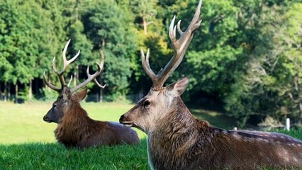 KUMPULAN SUARA HEWAN YANG ADA DI SELURUH DUNIA.....