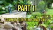 Children learn how to identify common city birds and fowls in Part 1 of our series on bird noises for kids.