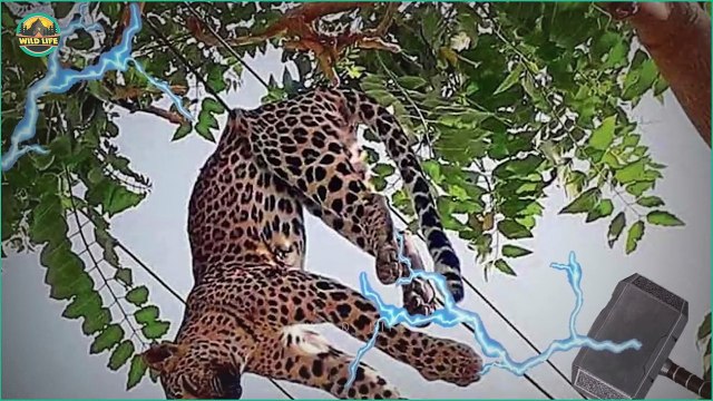 Terrifying Moments When Wild Animals Were Electrocuted