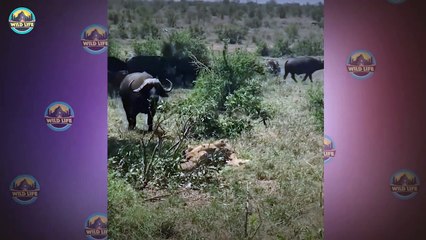 Moments When Savage And Brutal Predators Get In Trouble