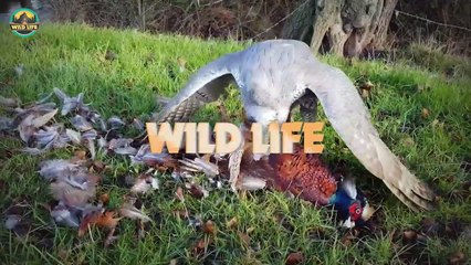 Daring Birds Displaying Their Arrogance In The Wild