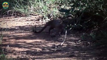Best Bewildering Moments Of Wild Animal Battles