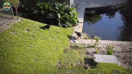 Birds Protecting Their Offspring From Predators